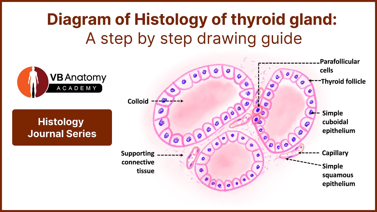 Diagram of Histology of thyroid gland: A step by step drawing guide