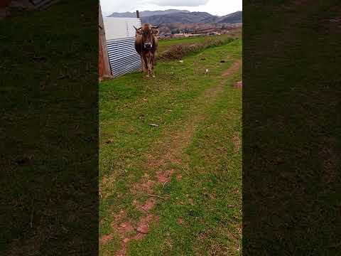 visité a provincia anta cusco - y me encontré con estás vacas #elviajero222