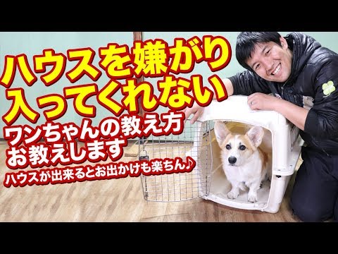 犬を一人でいることに慣れさせる方法