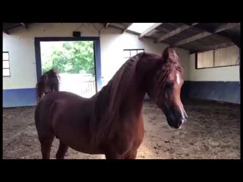 بروشيا الحصان العربي PRUSSIA MI