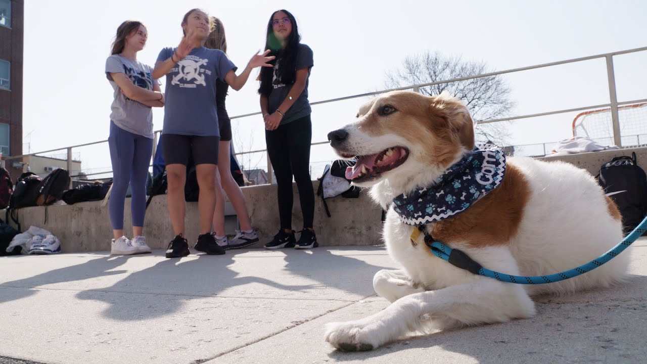 How Comfort Dogs Can Support Students’ Well-Being