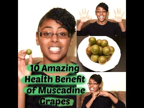 download lagu mp3 mp4 Scuppernong Wine Health Benefits, download lagu Scuppernong Wine Health Benefits gratis, unduh video klip Scuppernong Wine Health Benefits