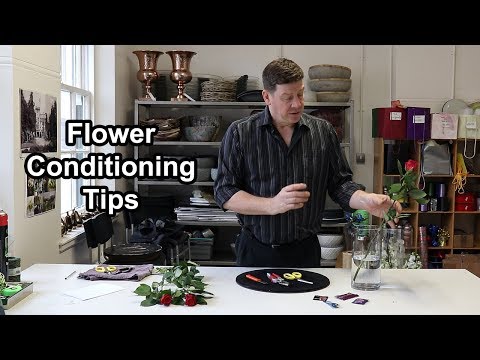 download lagu mp3 mp4 Conditioning Roses For Bouquets, download lagu Conditioning Roses For Bouquets gratis, unduh video klip Conditioning Roses For Bouquets