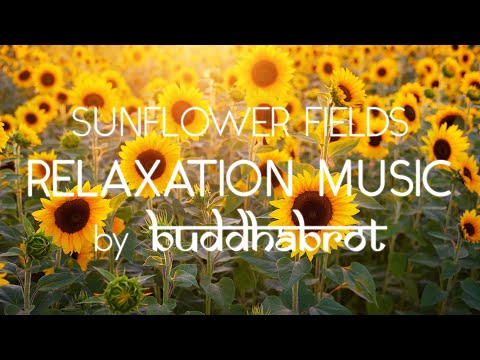 Calming Music for Relaxation and Meditation • Stress Relief, Relaxing Music • Sunflower Fields