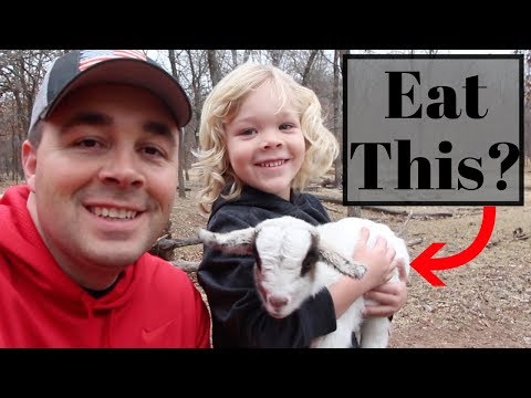 download lagu mp3 mp4 What Does Goat Meat Taste Like, download lagu What Does Goat Meat Taste Like gratis, unduh video klip What Does Goat Meat Taste Like