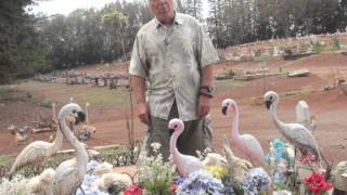 Henry Jolicoeur on Lana'i  Part 10.".Pineapple poison"