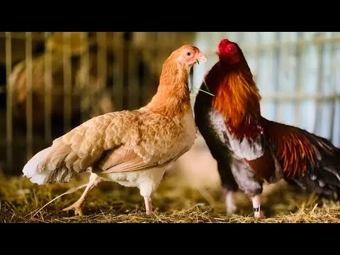 Cubalaya kura plemeno