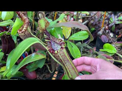 2022 Part 2 Big Carnivorous Plant Greenhouse Tour, Highland Side - Jeremiahs Plants