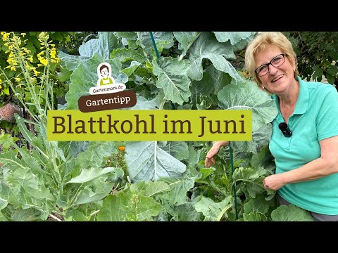 Aus dem Winzling wurde ein Riese und blüht?! Ewiger Kohl, irischer Kohl