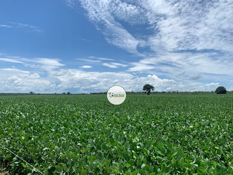 FAZENDA A VENDA EM SÃO MIGUEL DO ARAGUAIA-GO - 484 HECTARES
