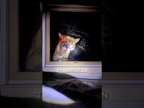 This Mountain Lion Clawed His Window at 3AM🦁💔#shorts