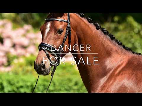 Dancer (v. Bijsterhof's Diamond Dancer)