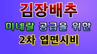[텃밭농부.830]  김장배추에 미네랄 공급을 위한 2차엽면시비 #김장배추재배