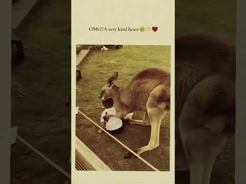 Kangaroo give safely boy to mother  #memes #shorts