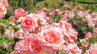 ATARAXIA - Samples 2 (2005 - 2010)