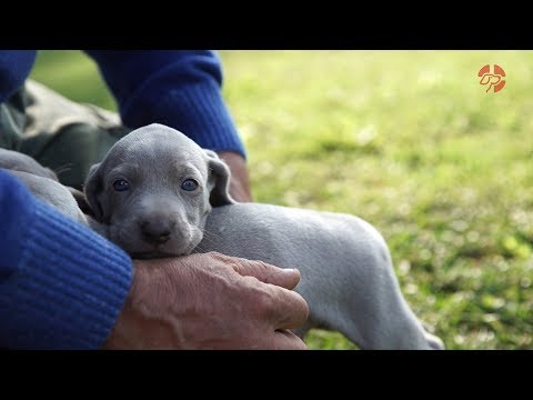 Gli Angeli di Casa Zanella Allevamento Weimaraner