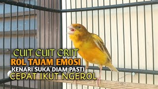Download lagu kenari gacor panjang Cuit Cuit EMOSI, Pancingan Kenari Paud Belajar Bunyi, terapi AMPUH Kenari MACET mp3 Download lagu kenari gacor panjang Cuit Cuit EMOSI, Pancingan Kenari Paud Belajar Bunyi, terapi AMPUH Kenari MACET mp3