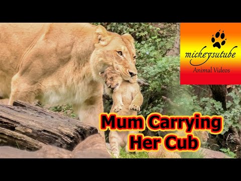 Löwenmutter Kigali im Leipziger Zoo - Niedliche Momente mit vier Jungen