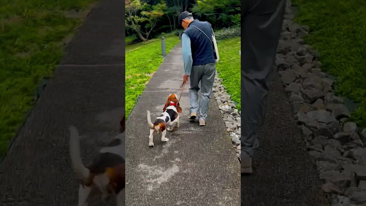 Tintin　 #bassethound #バセットハウンド