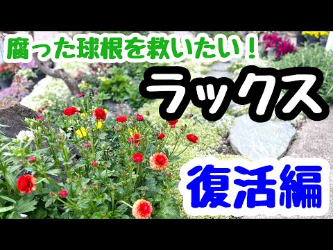 園芸 イエロービニョーネ