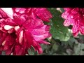 Beautiful Chrysanthemum Flowers In Rain Peaceful Evening Park View ️