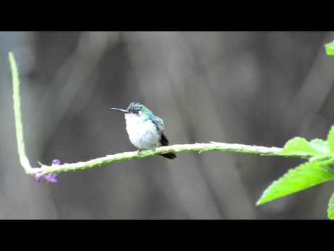Klais guimeti - Violet-headed Hummingbird (juvenil)
