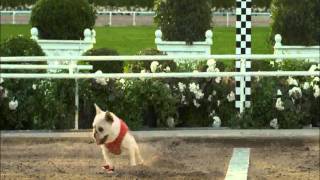 Pets are always the safe bet for a Super Bowl commercial; because even if it sucks, who can hate that face?