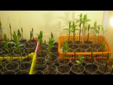 Лилии, спасение проросших луковиц в феврале и марте