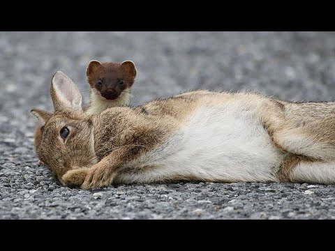 Rabbit VS Stoat. Rabbit VS Stoat. How can a small Stoat kill a big Rabbit??