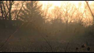 Broken Social Scene - Marketfresh