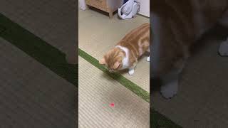 レーザーぽいんたあああぁ