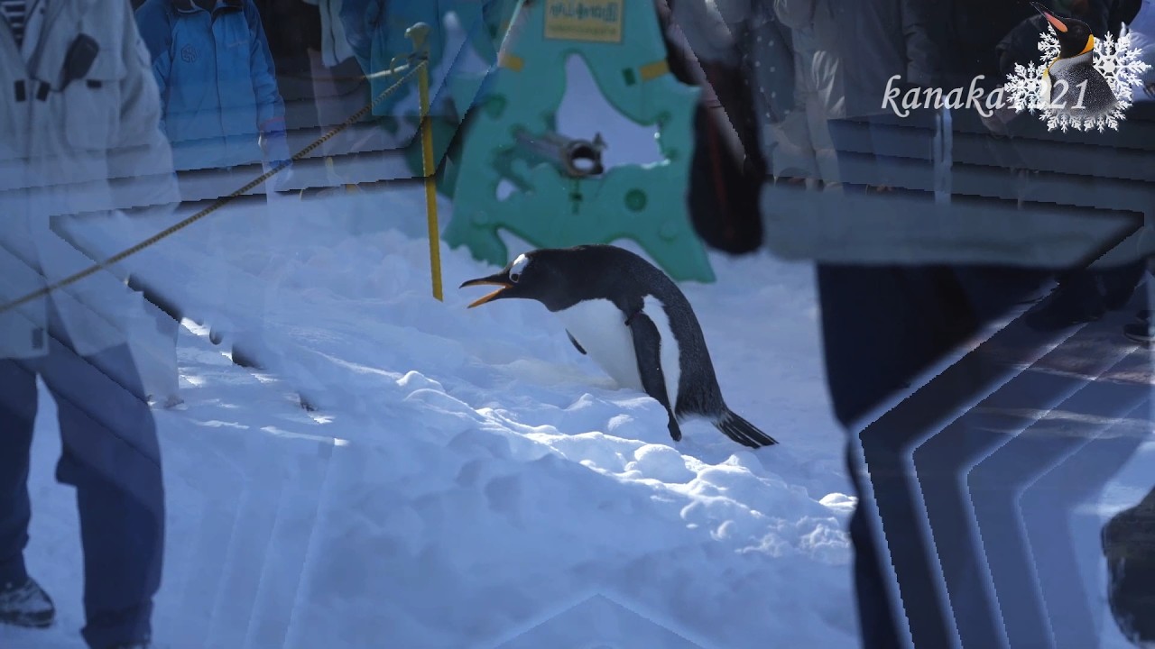 旭山動物園 ジェンツーペンギン43番が参加しました。