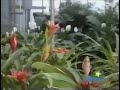 Plant Your Very Own Garden 1998 Version Part 22