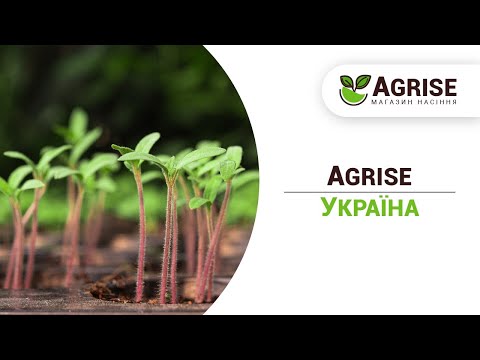 Agrise Україна | Насіння вищої якості