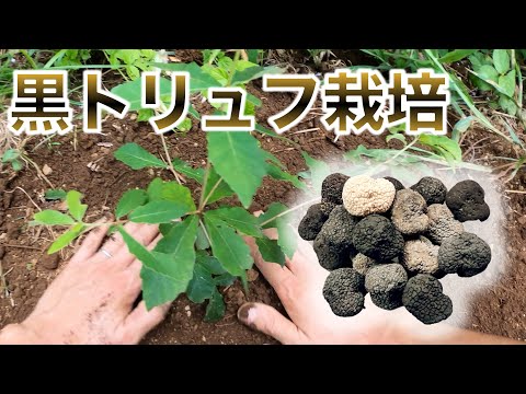 黒ヴィテロッテ ジャガイモ、Solanum tuberosum 'Vitelotte'