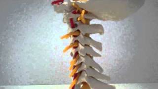Vertebral Column - Cervical Spine