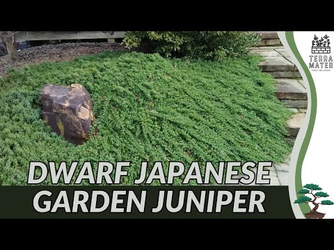 Dwarf Japanese Garden Juniper (Juniperus procumbens ‘Nana’): Plant Introduction 4 Bonsai & Landscape