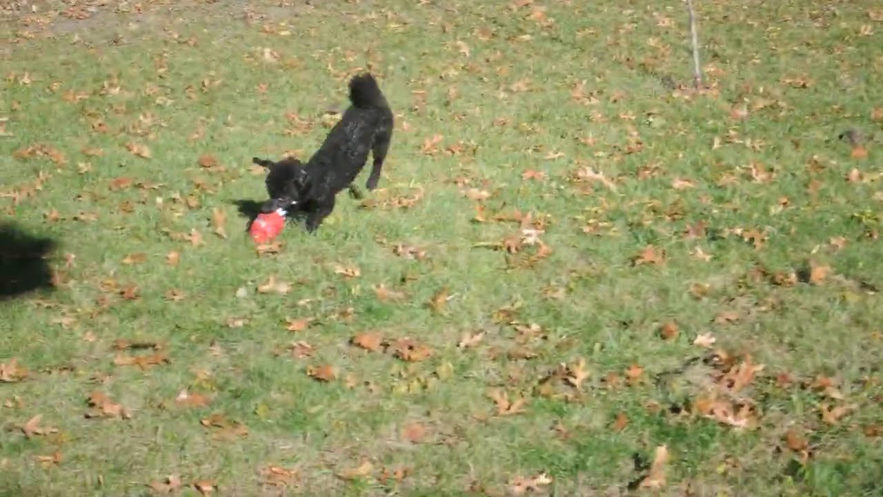 Enlarge PRINCESS ANA, a ADOPTABLE Poodle in Elk River, MN video 6/6