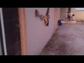 Duckling Saves Seriously Injured Manish Kumar Cat DuckRescue CuteAnimal AnimalRescue