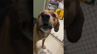 Video preview image #1 Beagle-Unknown Mix Puppy For Sale in Webster, WI, USA