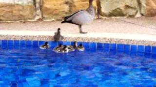 preview picture of video 'Ducklings Lane Cove River Tourist Park Sydney. Will they all survive? Lane Cove National Park'