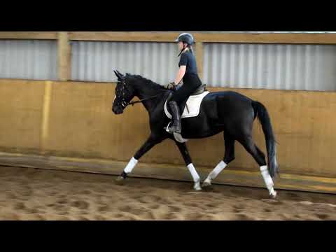 Dalia, Hann. Stute geb. 2021 v. Dynamic Dream - De Niro