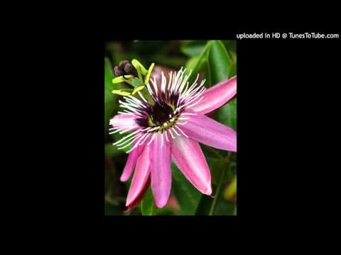 Today's Tango Is... La Canción (Flor de Mburucuyá) - Osvaldo Fresedo 01-06-1961