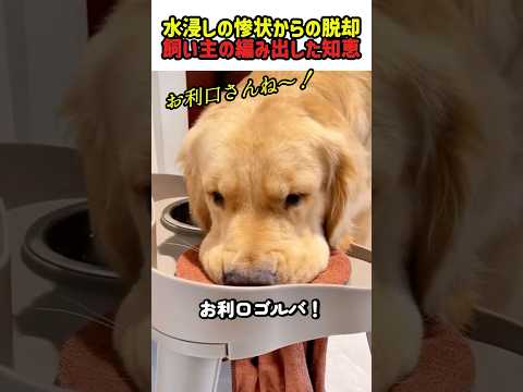 【飼い主の知恵】水浸しの惨状からの脱却！飼い主の編み出した知恵！　#いぬ #犬 #ワンコ #犬動画 #犬のいる暮らし #ゴールデンレトリーバー #面白い #カワイイ #shorts #知恵 #知識