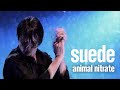 Suede - Animal Nitrate LIVE at the Royal Albert Hall