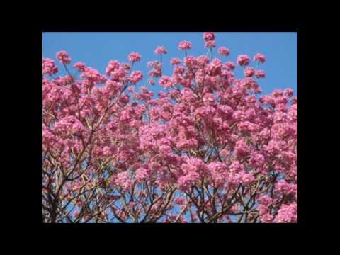 Liu e Leo, O Ipê e o prisioneiro (Ipê Florido)