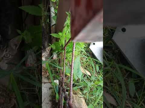 25 de noviembre de 2020