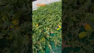 Download lagu 이웃농가 1. #성주참외 #농장생활 #자연농원 #성주군귀농귀촌연합회 #주말농장 #펫사료#맛집#농사#고추 mp3