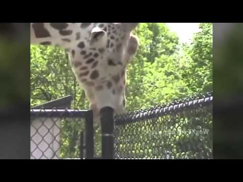 Giraffe Sucking Pole