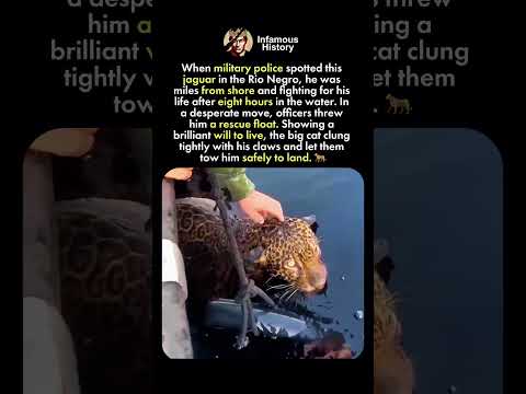 Rescuing a Jaguar in the Rio Negro
